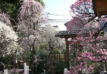 香取神社の梅園.JPG