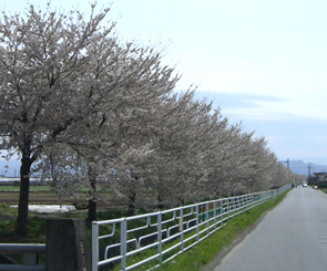 パティオ近所の桜並木.JPG