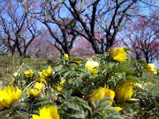 森林公園の福寿草.JPG