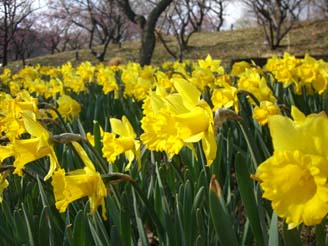 森林公園の水仙.JPG