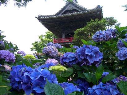 あじさい寺060629-2.JPG