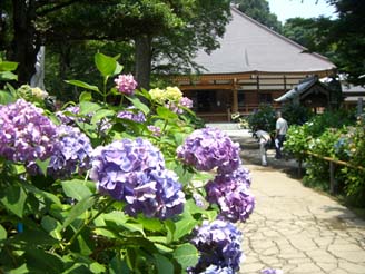 あじさい寺060629-3.JPG