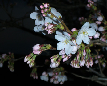 荒川土手の桜.JPG