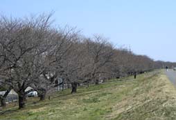 熊谷桜堤070321・２.JPG