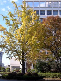 中央公園の紅葉・２.JPG