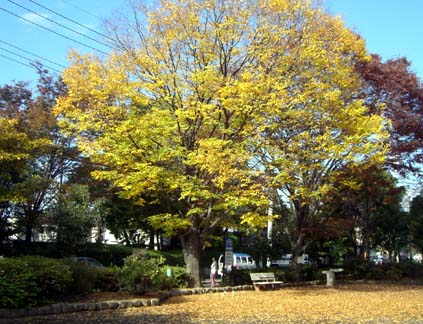 中央公園の紅葉・３.JPG