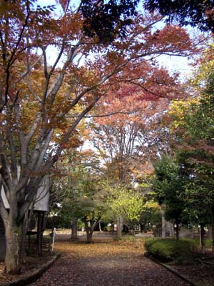 中央公園の紅葉・４.JPG