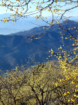 宝登山ロウバイ園・２.JPG