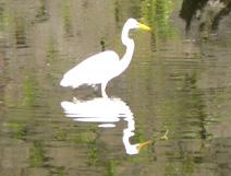 日比谷公園の鳥１.JPG