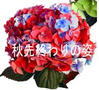 紫陽花秋色.JPG