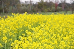 菜の花