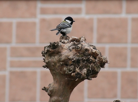 鳥さん