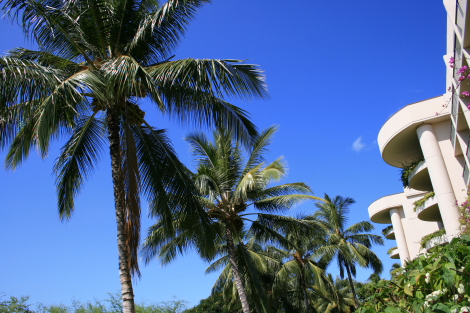 椰子の木 その他の植物 ハワイ島 よ ｓ Clip 楽天ブログ