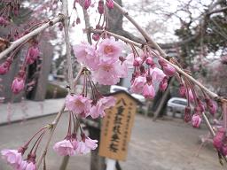 枝垂桜