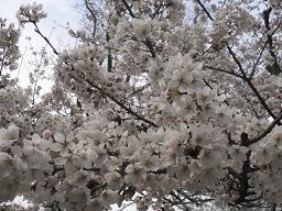 吉野桜