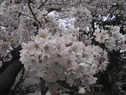 吉野桜