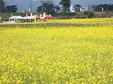 菜の花３