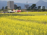 菜の花５
