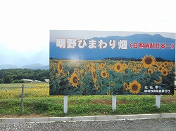 ひまわり畑