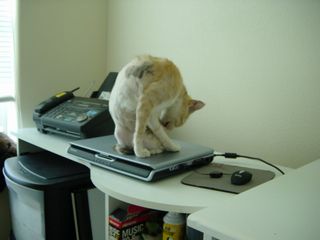 (21).jpg