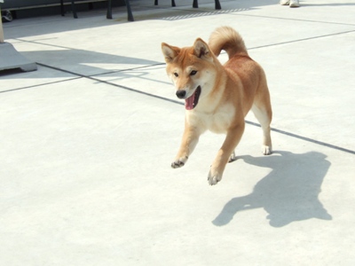 捕まらないぞ！！