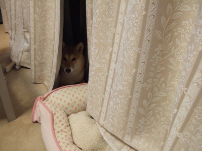 夜も外を眺める