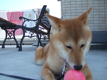 お耳がカワいい