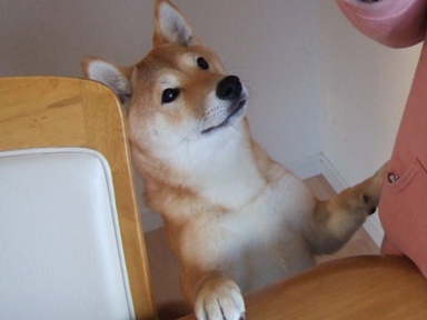 なんでもいいからちょーだい