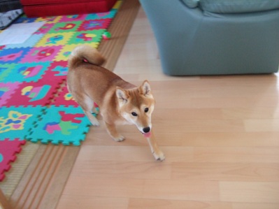 トイレ以外でお粗末して戻ってきた瞬間