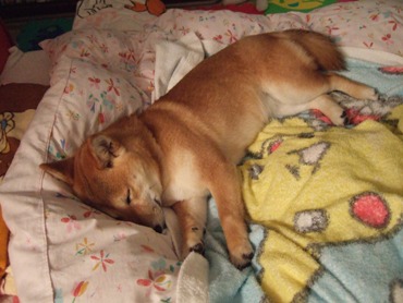 布団の上で寝る