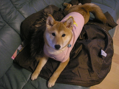 ダウンジャケット大好き