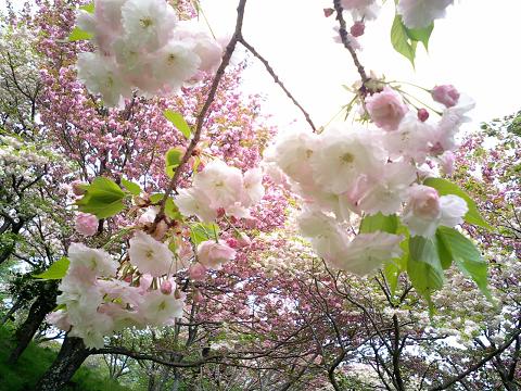 桜の里