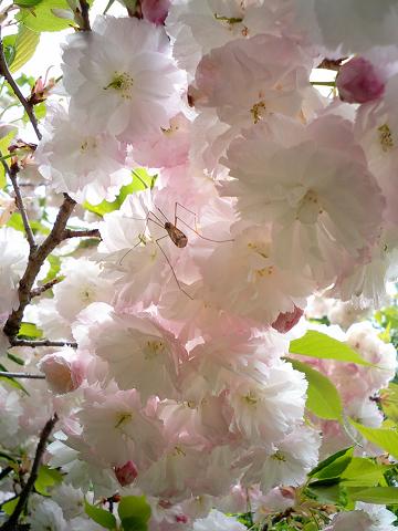 桜の里