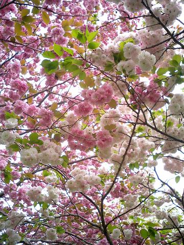 桜の里