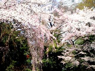 枝垂桜