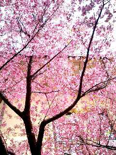 桜