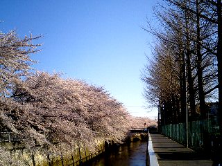 sakura