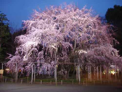 夜桜