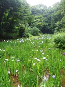 自然の中の菖蒲.jpg