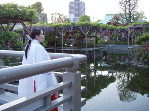 亀戸天神後姿の巫女さん