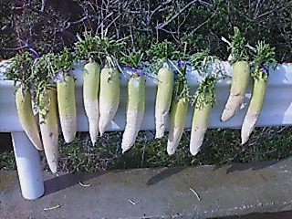 20070104105841干し大根.txt