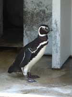 水族館Ｄ・ペンギン