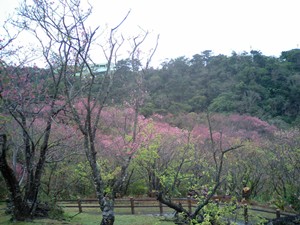 桜の山（名護城址）