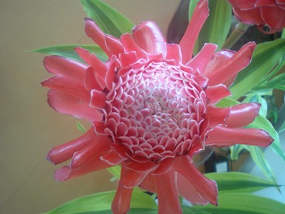 トーチジンジャー