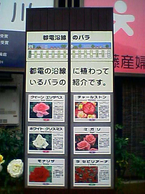 都電のバラ.jpg