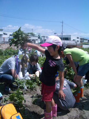090607芋ほり