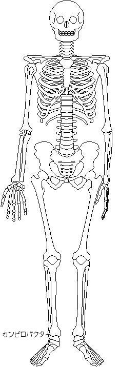 骨格 前 イラスト 医療系専門学生の医療系専門学生による医療系専門学生のためのページ 楽天ブログ