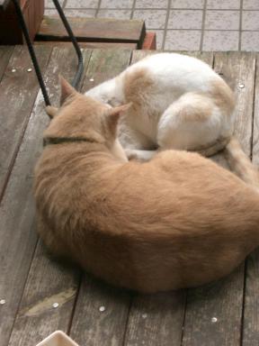 おねむおれんじ