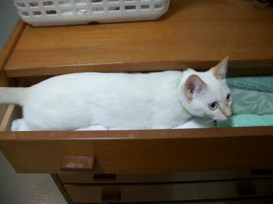 １０月にゃんこ 052.jpg