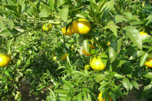 オフ会　2006.10.15 2 083.jpg